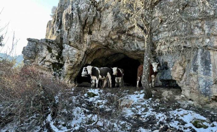 Üniversiteli çobanı ağlatan yıkım