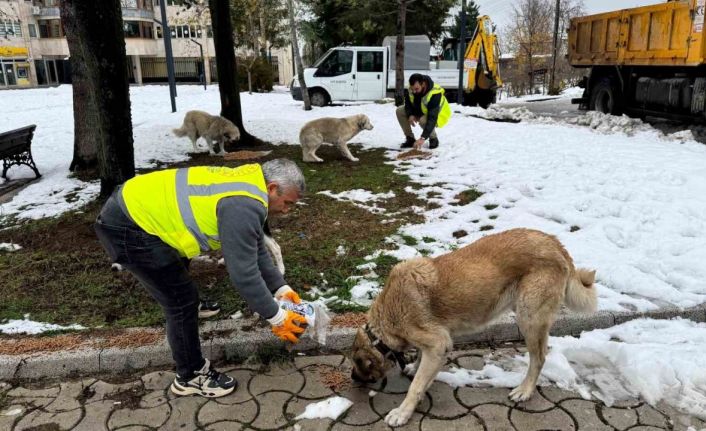 Ünye’de sokak hayvanlarına 23 ayda 24 ton mama verildi