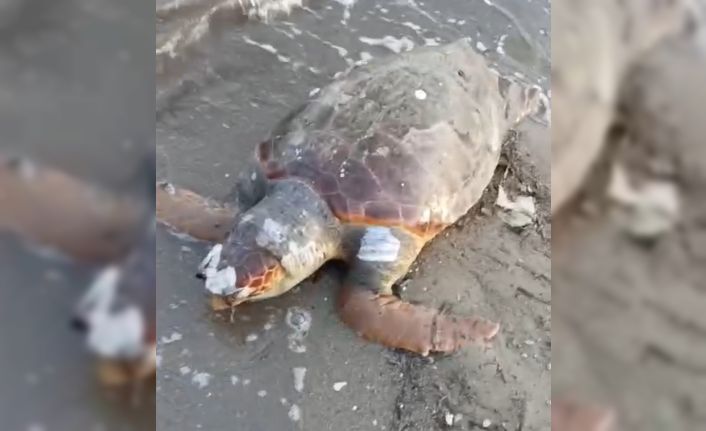 Urla’da sahilde ölü deniz kaplumbağası bulundu