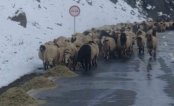 Van’da besicilerin zorlu kış mesaisi başladı