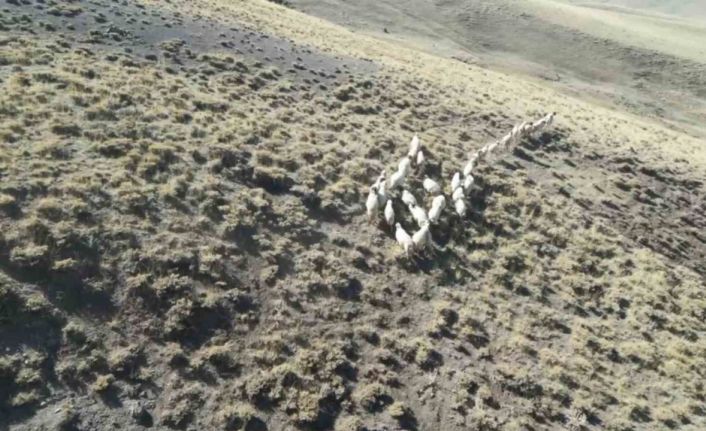 Vanlı öğretmen dronla 30 kayıp koyunu buldu