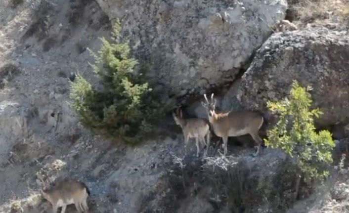 Yaban keçileri sürü halinde görüntülendi