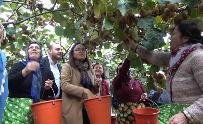 Yalova Kivisi Hasat Şenliği renkli görüntülere sahne oldu