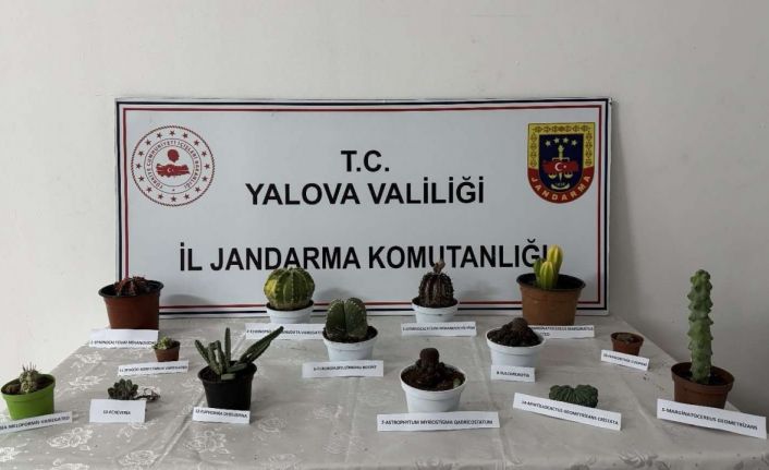 Yalova’da 60 bin lira değerindeki 14 kaktüsü çalan zanlı yakalandı