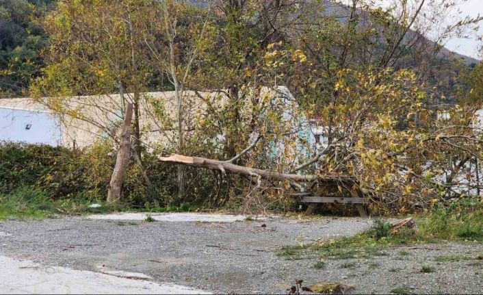 Yalova’da lodos: Ağaçlar ve telefon direkleri devrildi