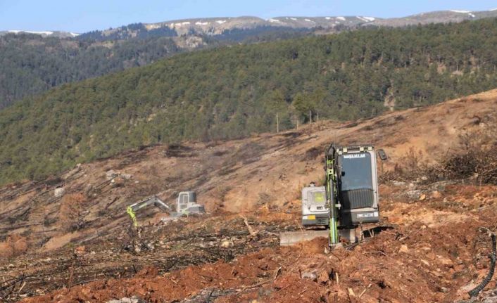 Yangında küle dönen Ilgaz Dağı yeniden yeşillenecek