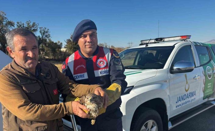 Yaralı boz şahin jandarma tarafından kurtarıldı