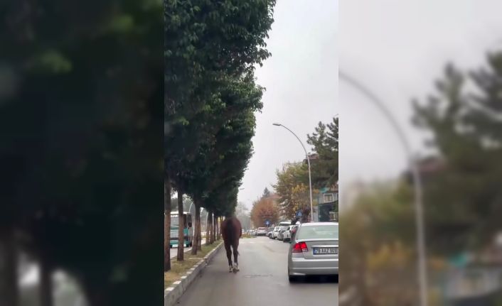 Yerinden çıkan mazgal ve başıboş at trafiği tehlikeye attı