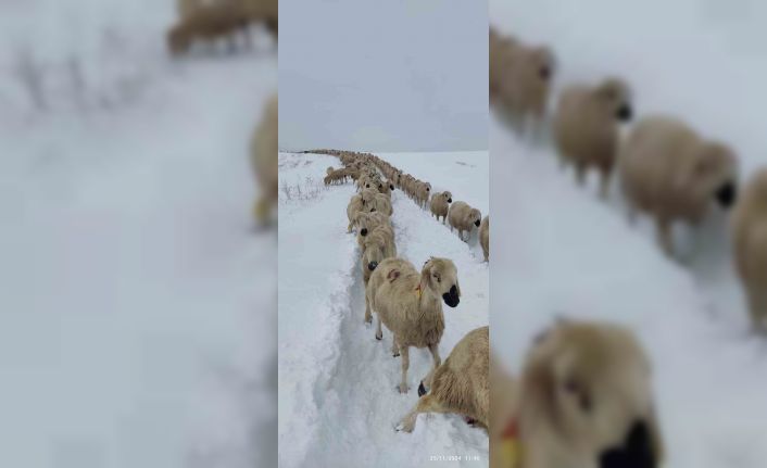 Yüzlerce koyun donmaktan son anda kurtuldu