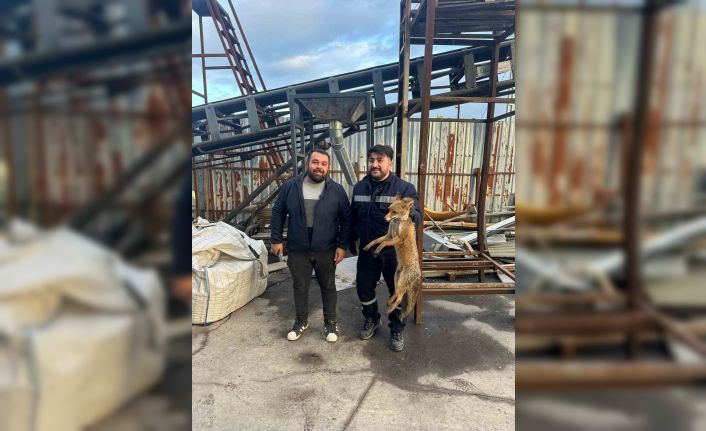 Zonguldak’ta köpeklerin saldırısına uğrayan tilkinin imdadına ekipler yetişti