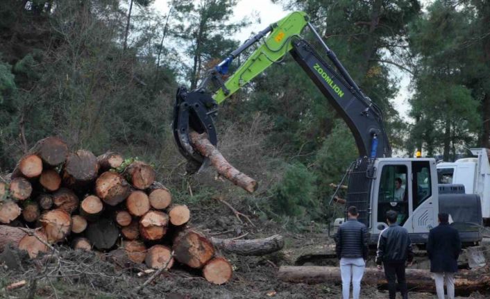 100 dönüm ormanlık alan yenilenme gerekçesiyle kesildi