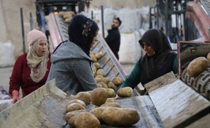 2024 yılında 6 milyon 500 bin ton patates üretimi yapıldı