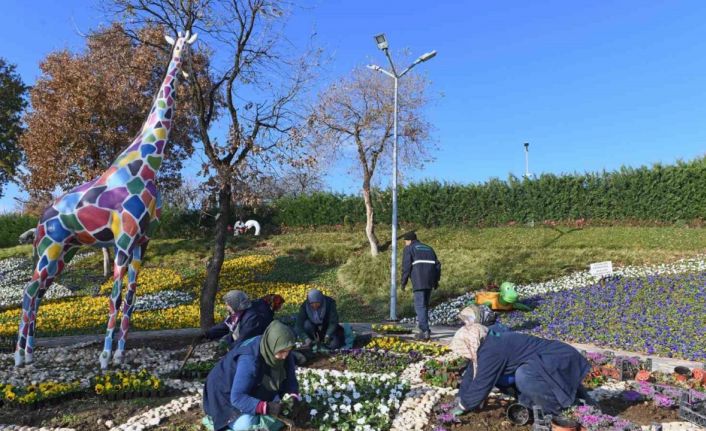 300 bin kış çiçeği toprakla buluşuyor