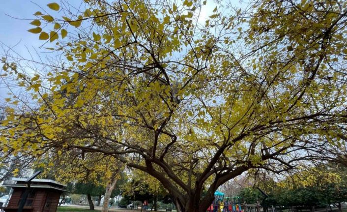 Adana’da yapraklarını döken ağaçlar görsel şölen sundu