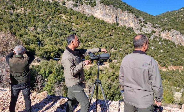 Adıyaman’da yaban keçilerinin popülasyonu çıkartıldı