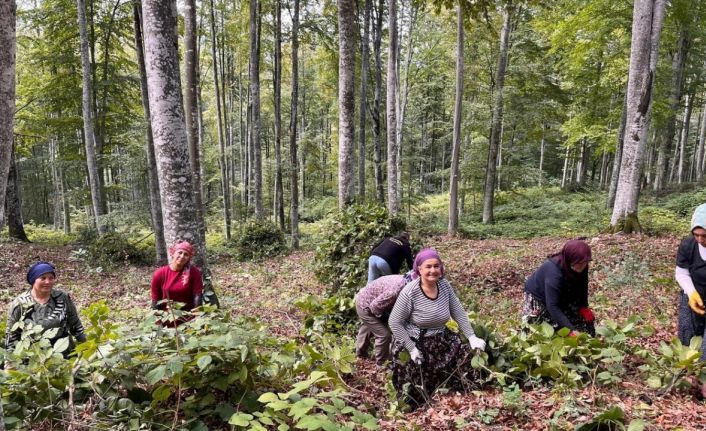 Akçakoca’da ormanda gençleştirme yapıldı