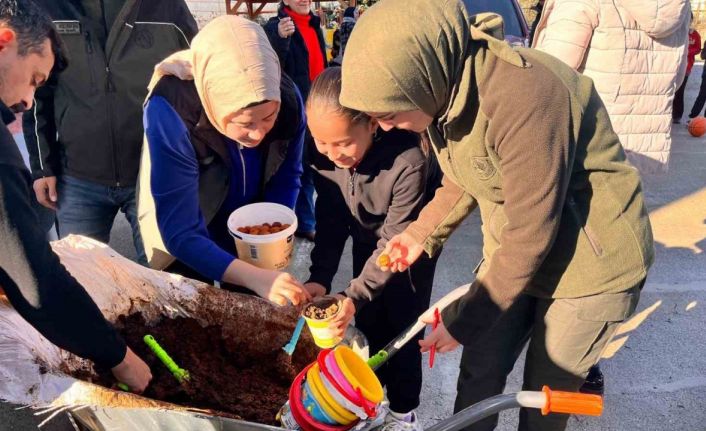 Anamur’da ceviz tohumları toprakla buluşturuldu