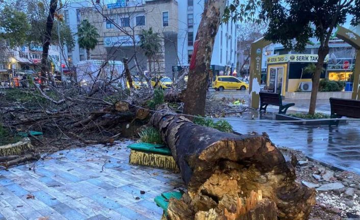 Antalya’da aşırı yağış ve fırtına asırlık çınar ağacını devirdi