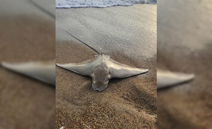 Antalya’da oltaya takılan vatoz, denize bırakıldı