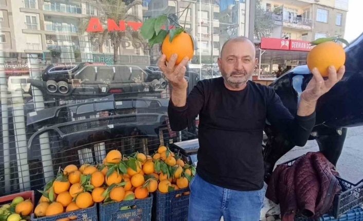 Antalya’nın dev portakalları: 3 tanesi 2 kilo geliyor