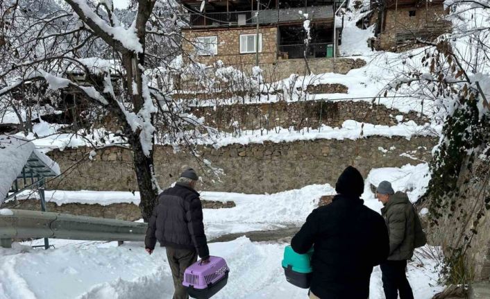 Artvin’de mezrada kar nedeniyle mahsur kalan 4 kedi de kurtarıldı