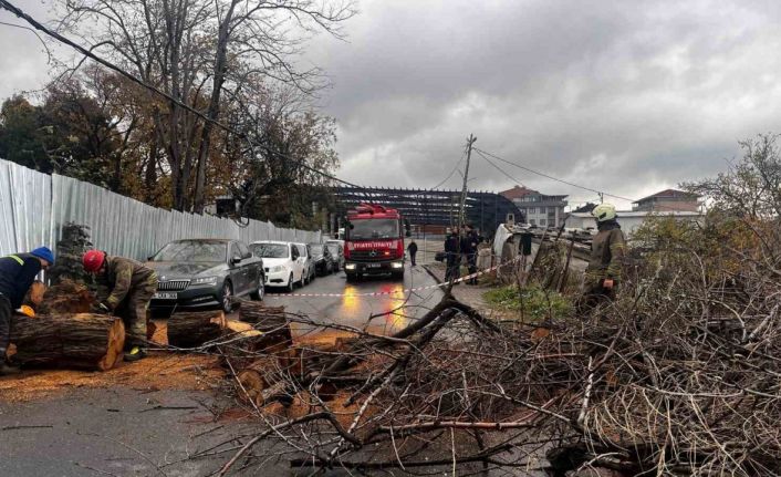 Avcılarda devrilen iğde ağacı elektrik ve internet kablolarına zarar verdi