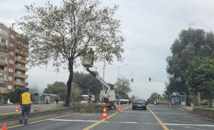 Aydın Büyükşehir Belediyesi’nden Denizli Bulvarı’nda ağaç budama çalışması