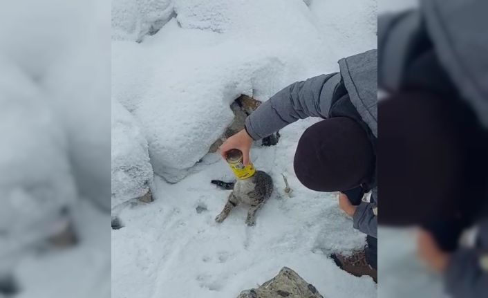 Başı konserve kutusuna sıkışan kediyi yoldan geçen iki kardeş kurtardı