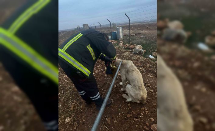 Başı tenekeye sıkışan köpeğin imdadına itfaye yetişti