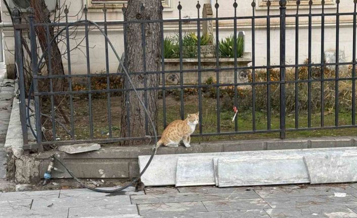 Batman’da kedi fareye diş geçiremedi