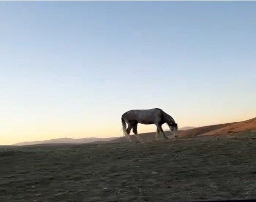 Bayburt’ta cirit sporcusunun atıyla kurduğu dostluk hayran bıraktı