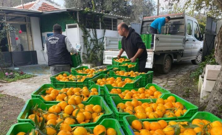 Belediye mandalina üreticilerinin yanında