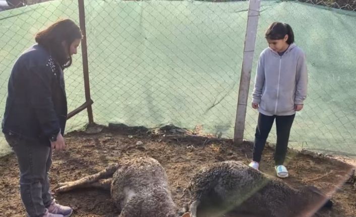 Beslediği kuzuların öldüğünü gören küçük kız gözyaşlarını tutamadı