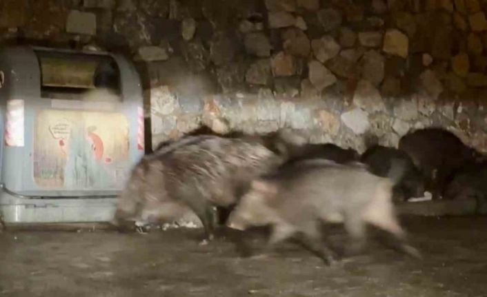 Bodrum’da aç kalan yaban domuzları mahalleleri mesken tuttu