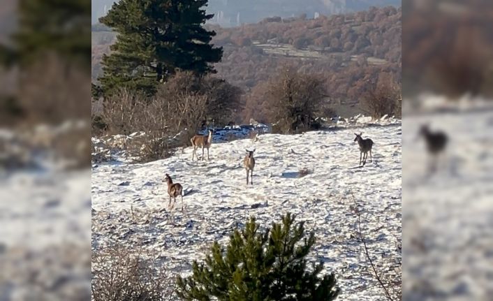 Bolu’da yiyecek arayan karaca sürüsü görüntülendi