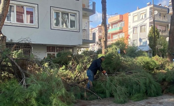 Budanan ağaçlar ihtiyaç sahiplerine yakacak oluyor