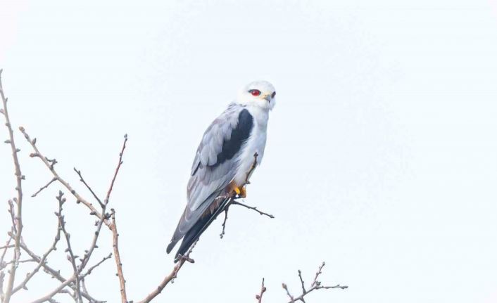 Bursa’nın yeni konuğu: Ak çaylak