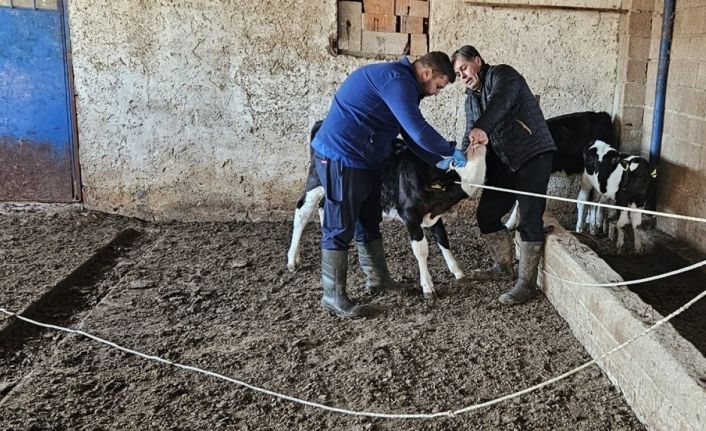 Büyük ve küçükbaş hayvanlara aşılama çalışması yapıldı