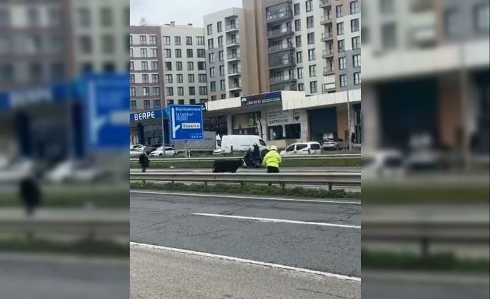 Büyükçekmece’de E-5’e giren dana trafiği kilitledi