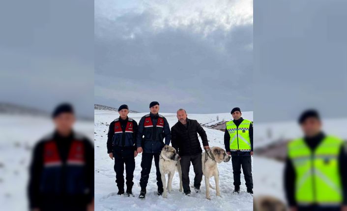 Çalınan çoban köpeklerini jandarma buldu