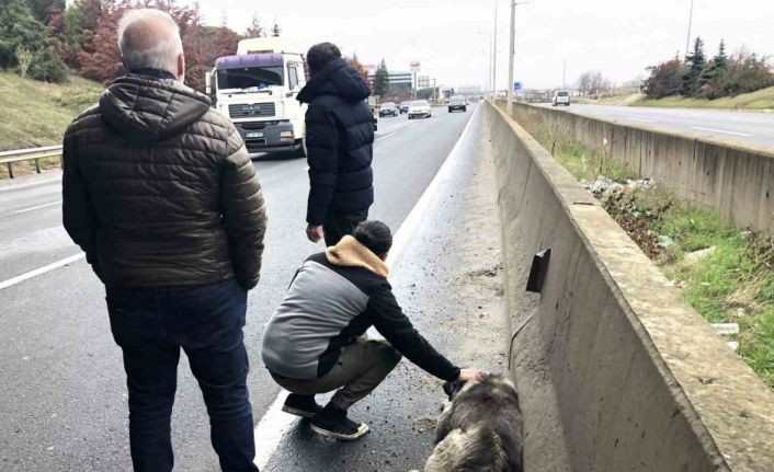 Çarptığı yaralı köpeği sevdi, başından ayrılmadı