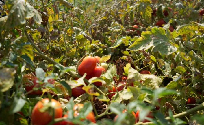 Çiftçinin domatesi, biberi, soğanı artık tarlada kalmayacak