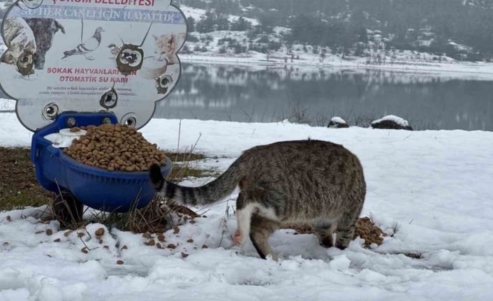 Çorum Belediyesi yaban hayvanlarını unutmadı