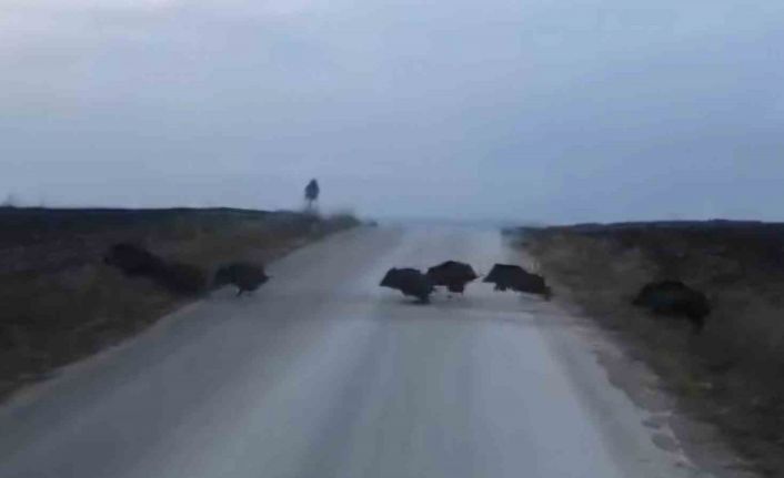 Çorum’da domuz sürüsü kamerada