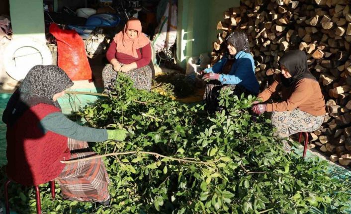 Defne yaprağı kırsal kesimin gelir kapısı oldu