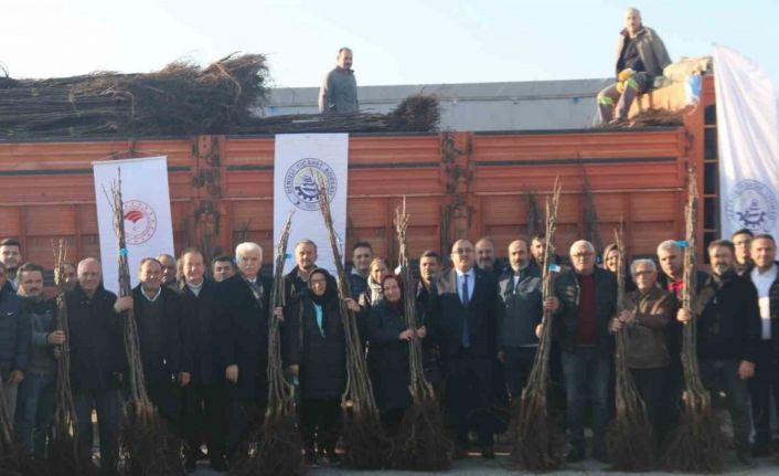 Denizli’de 40 bin ceviz fidanı üreticiyle buluşturulacak