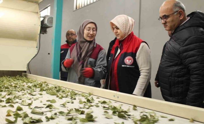 Devletten aldığı destek işletme kapasitesi 3 katına çıktı