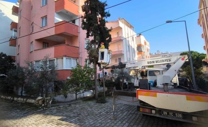 Didim Belediyesi ağaçların kış bakımlarını sürdürüyor