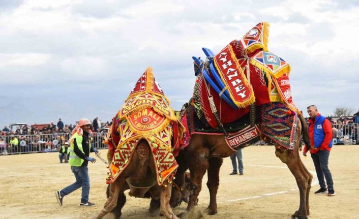 Efeler’deki deve güreşi festivali ertelendi