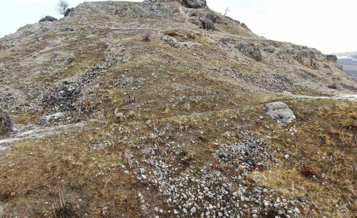 Elazığ’daki Palu Kalesi’nde dağ keçileri dronla havadan görüntülendi